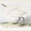 Little Egret 