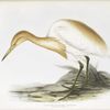 Rufous-backed Egret 