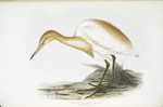 Rufous-backed Egret 