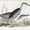 Common Night Heron 