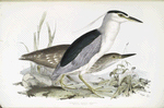 Common Night Heron 