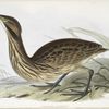 Freckled Bittern