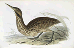 Freckled Bittern