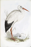 White Stork 