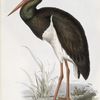 Black Stork 