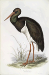 Black Stork 