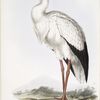 Maguari Stork 