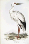 Maguari Stork 