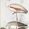 Common Flamingo 