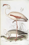 Common Flamingo 