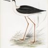 Long-legged Plover