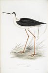 Long-legged Plover