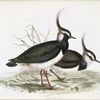 Lapwing 