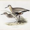Keptuschka Lapwing 