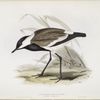 Spur-winged Plover 