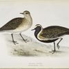 Golden Plover