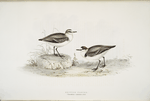 Kentish Plover 