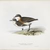 Red-chested Dottrell 
