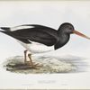 Oyster Catcher