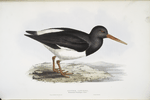 Oyster Catcher