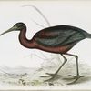 Glossy Ibis 