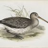 Common Curlew 