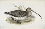 Common Curlew 