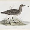 Whimbrel