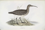 Whimbrel