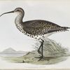 Slender-billed Curlew 
