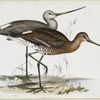Limosa melanura