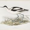 Avocet 