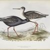 Spotted Redshank 