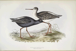 Spotted Redshank 
