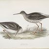 Redshank 