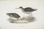 Redshank 