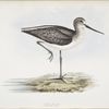Greenshank 