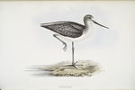 Greenshank 