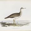 Bartram's Sandpiper 