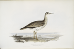 Bartram's Sandpiper 