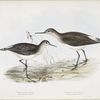 Wood Sandpiper; Green Sandpiper 