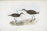 Wood Sandpiper; Green Sandpiper 
