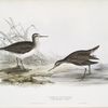 Common Sandpiper 