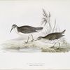 Spotted Sandpiper 