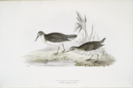 Spotted Sandpiper 