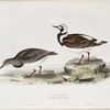Turnstone 