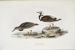 Turnstone 