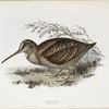 Woodcock 