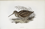 Woodcock 