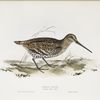 Great Snipe 
